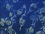 Sea Life Wall Art - Marine Phytoplankton
